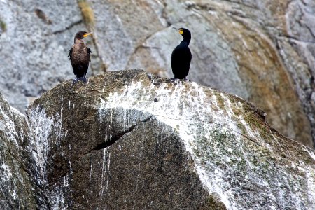 Cormorants photo