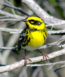 840 - TOWNSEND'S WARBLER (1-10-08) morro bay, slo co, ca  (1)