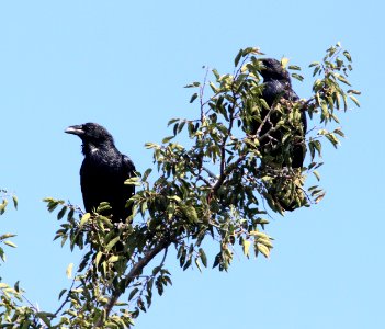 652 - CHIHUAHUAN RAVEN (9-27-11) tubac, scc, az - (2)