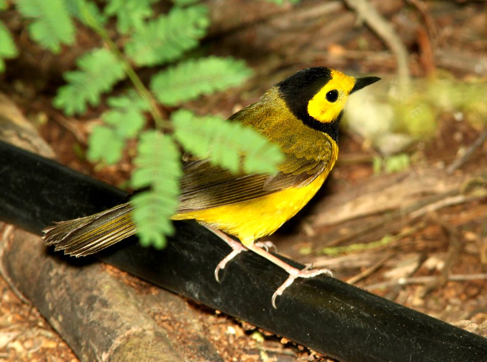 819 - HOODED WARBLER (4-19-12) convention center, south padre island, tx  (5)