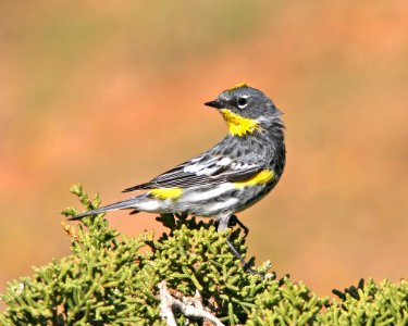 835 - YELLOW-RUMPED WARBLER (3-30-09) quail springs, carrizo plain nat mon, slo co, ca (3)