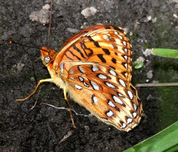 FRITILLARY, NORTHWESTERN (Speyeria hesperis) (6-14-13) 8500 ft, alpine divide c g, 4 m south of alpine, apache co, az  (1)