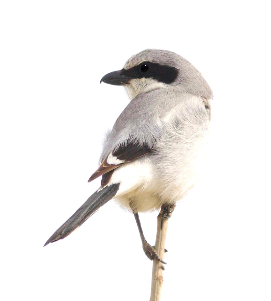 616 - LOGGERHEAD SHRIKE (4-14-09) carrizo plain, slo co, ca (3)