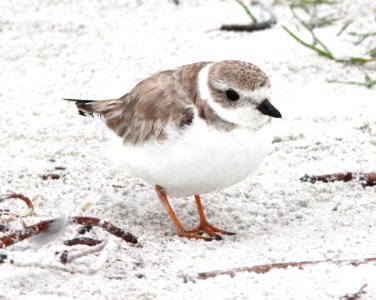 265 - PIPING PLOVER (2-1-13) manatee co, fl (3) photo