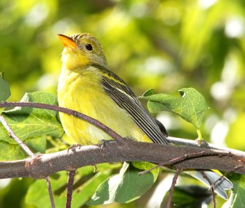 913 - WESTERN TANAGER (9-7-10) pat roadside rest, scc, az