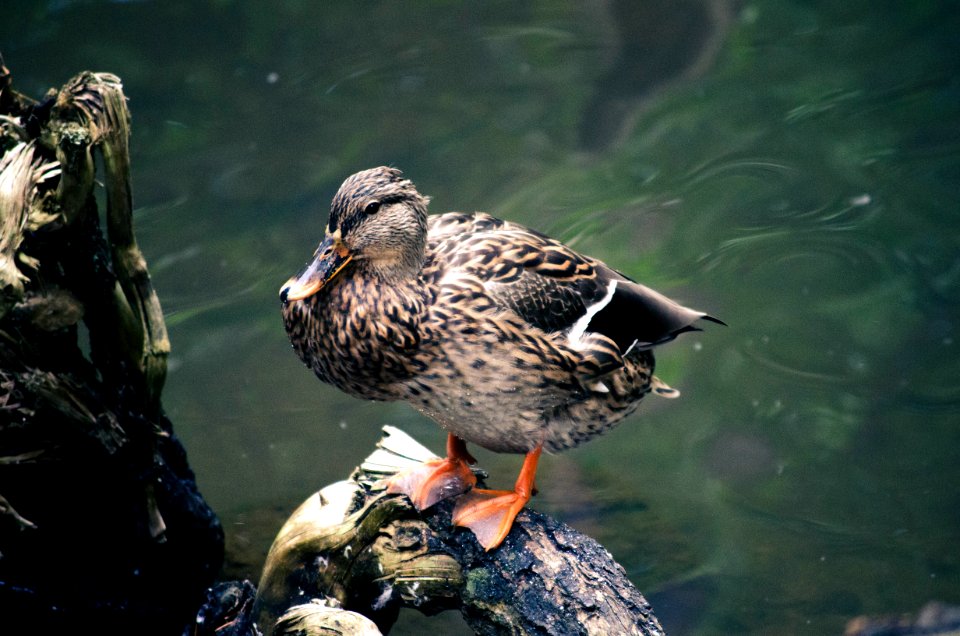 Duck on stump
