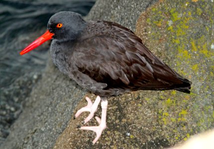 272 - BLACK OYSTERCATCHER (12-14-09) morro bay, slo co, ca  (3)