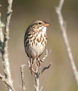 883 - LARGE-BILLED SAVANNAH SPARROW (11-4-06) morro bay estuary, slo co, ca  (1)