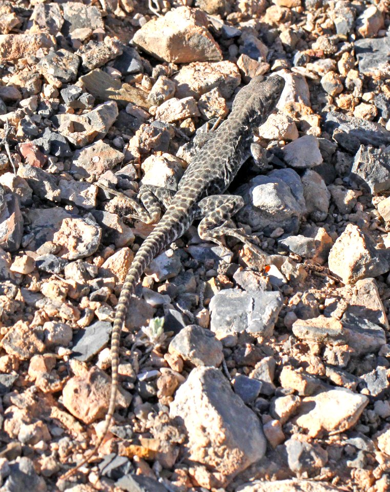 LIZARD, BLUNT-NOSED LEOPARD (gambelia sila) (6-6-13) lincoln co, nv (1)