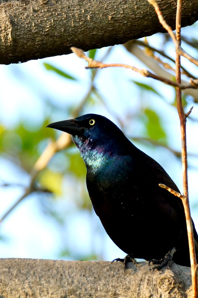 Blackbird