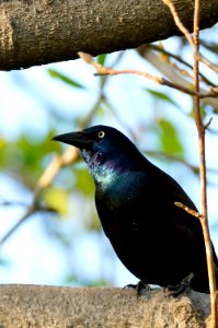Blackbird