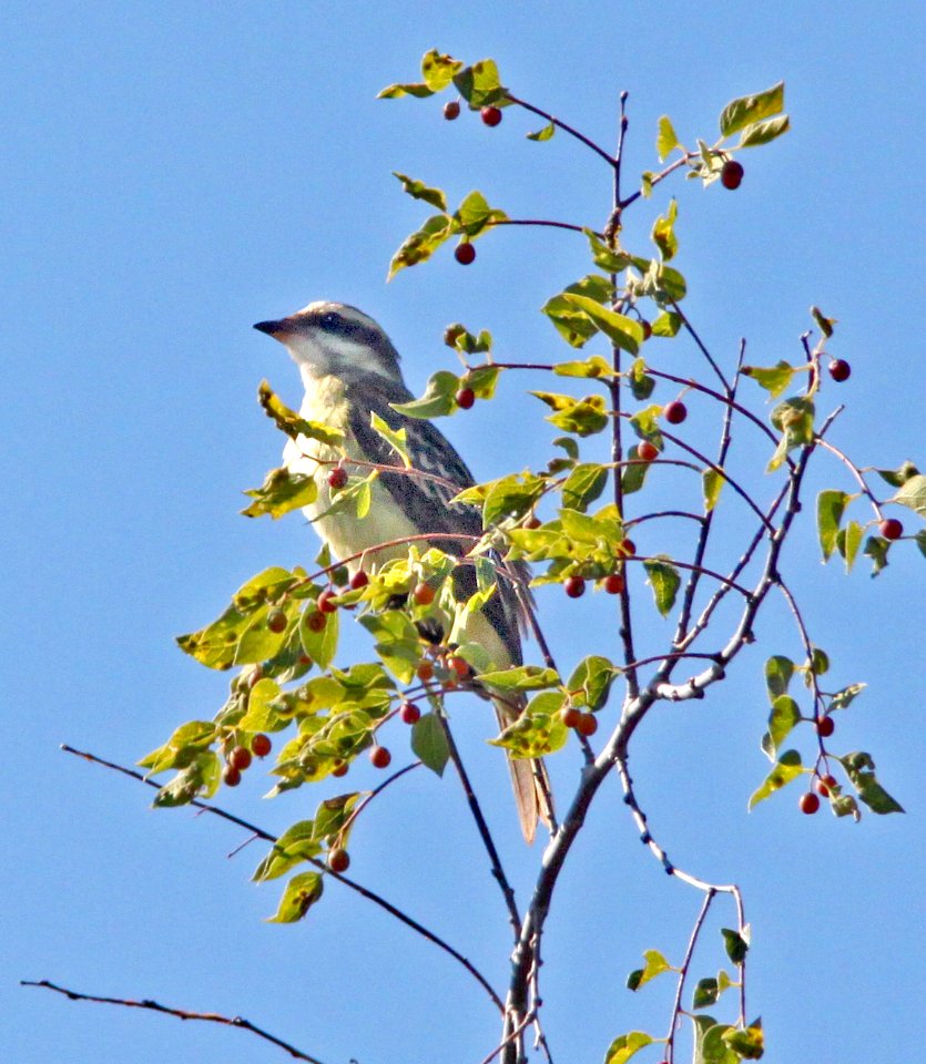 599 - PIRATIC FLYCATCHER (9-19-12) rattlesnake springs, eddy co, nm  (6)
