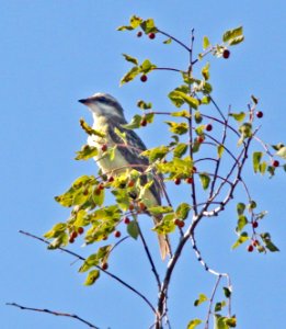 599 - PIRATIC FLYCATCHER (9-19-12) rattlesnake springs, eddy co, nm  (6)