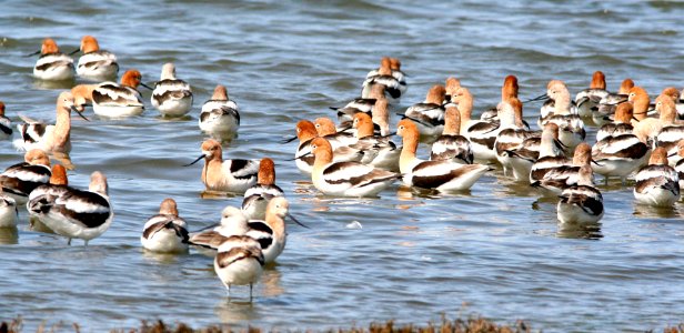 275 - AMERICAN AVOCET (3-25-09) morro bay, slo co, ca (1) photo