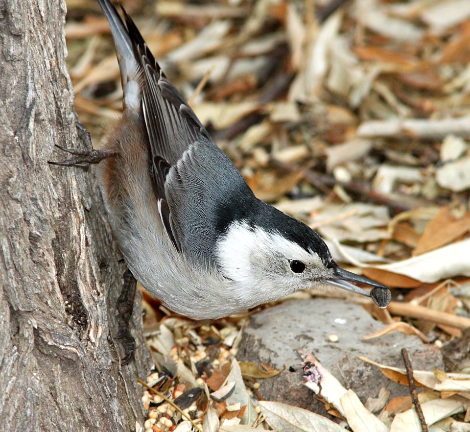 686 - WHITE-BREASTED NUTHATCH (Nelsoni) (11-29-09) farmington, nm  (3)
