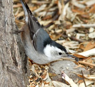 686 - WHITE-BREASTED NUTHATCH (Nelsoni) (11-29-09) farmington, nm (3) photo