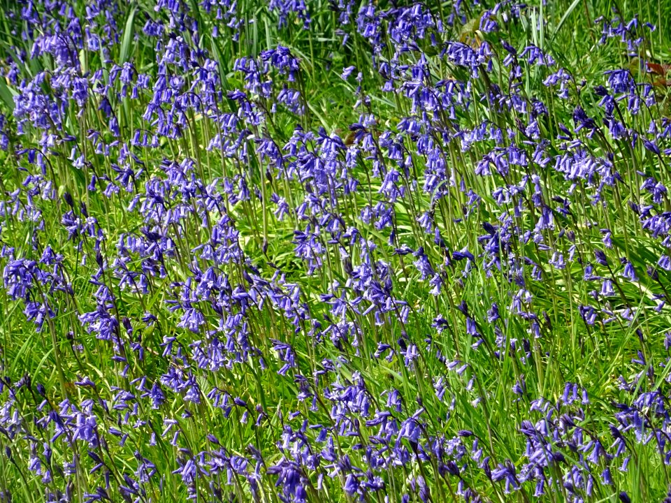 BLUEBELLS KEW GARDENS
