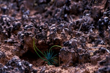 Sheltered from wind & rain, a seedling takes root in mature biological soil crust.