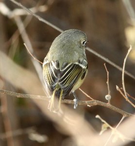 627 - HUTTON'S VIREO (1-4-12) clark's crossing, santa cruz river, scc, az - (2)