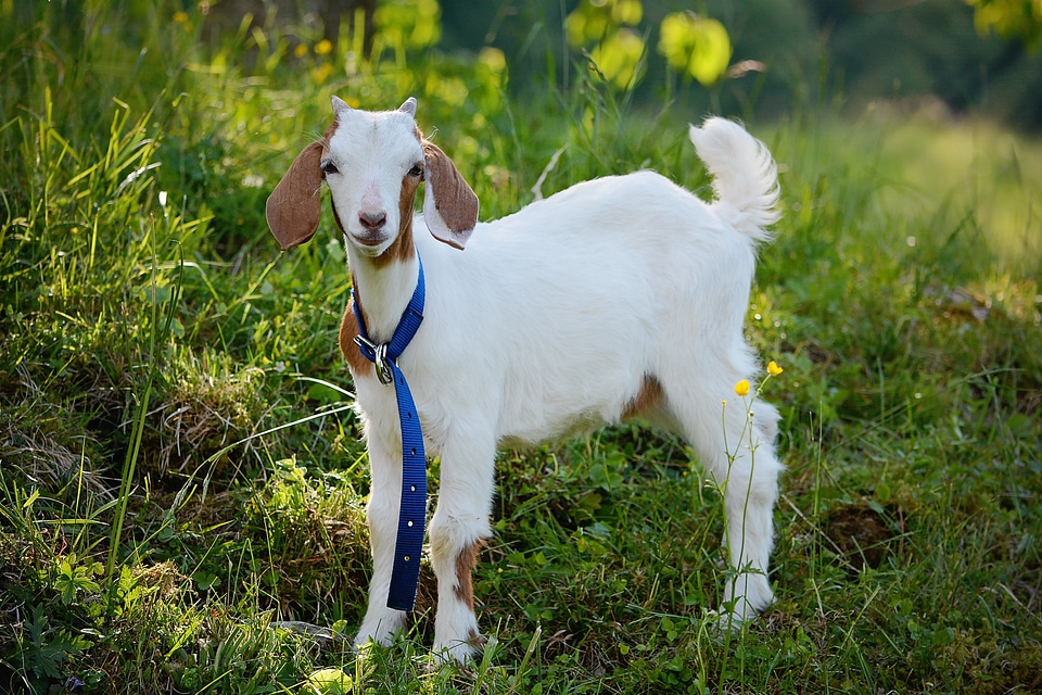 Animal world nature cute