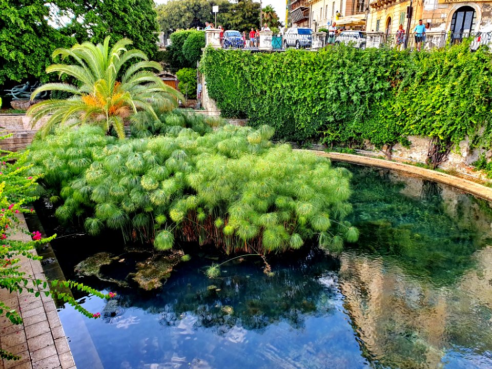 359 Sicile Juillet 2019 - Syracuse, Ortigia, Fonte Aretusa