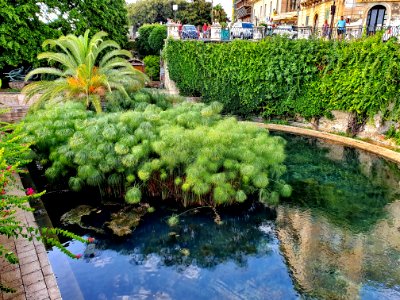 359 Sicile Juillet 2019 - Syracuse, Ortigia, Fonte Aretusa