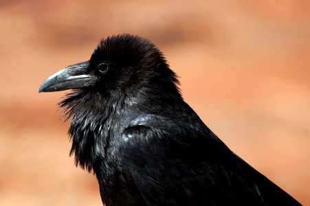 Common Raven photo