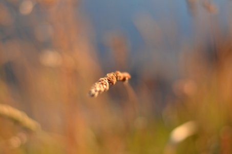 Grass Tip