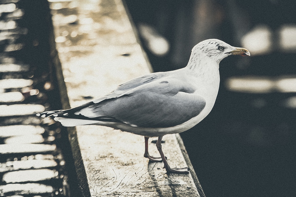 Standing wildlife nature photo