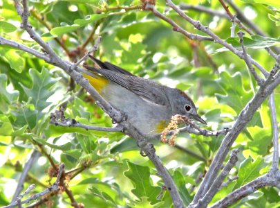 812 - VIRGINIA'S WARBLER (6-12-13) north cyn trail, vallecito res, la plata co, co  (3)