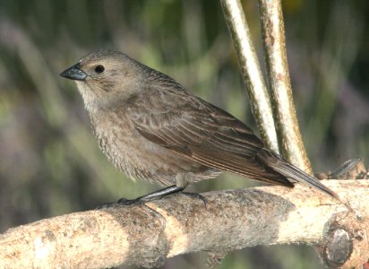 942 - BROWN-HEADED COWBIRD (5-6-09) fem, canet rd, slo co, ca (1)