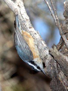 685 - RED-BREASTED NUTHATCH (1-15-11) patagonia lake, scc, az - (2)