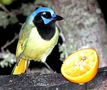 636 - GREEN JAY (3-10-12) salineno, tx  (7)