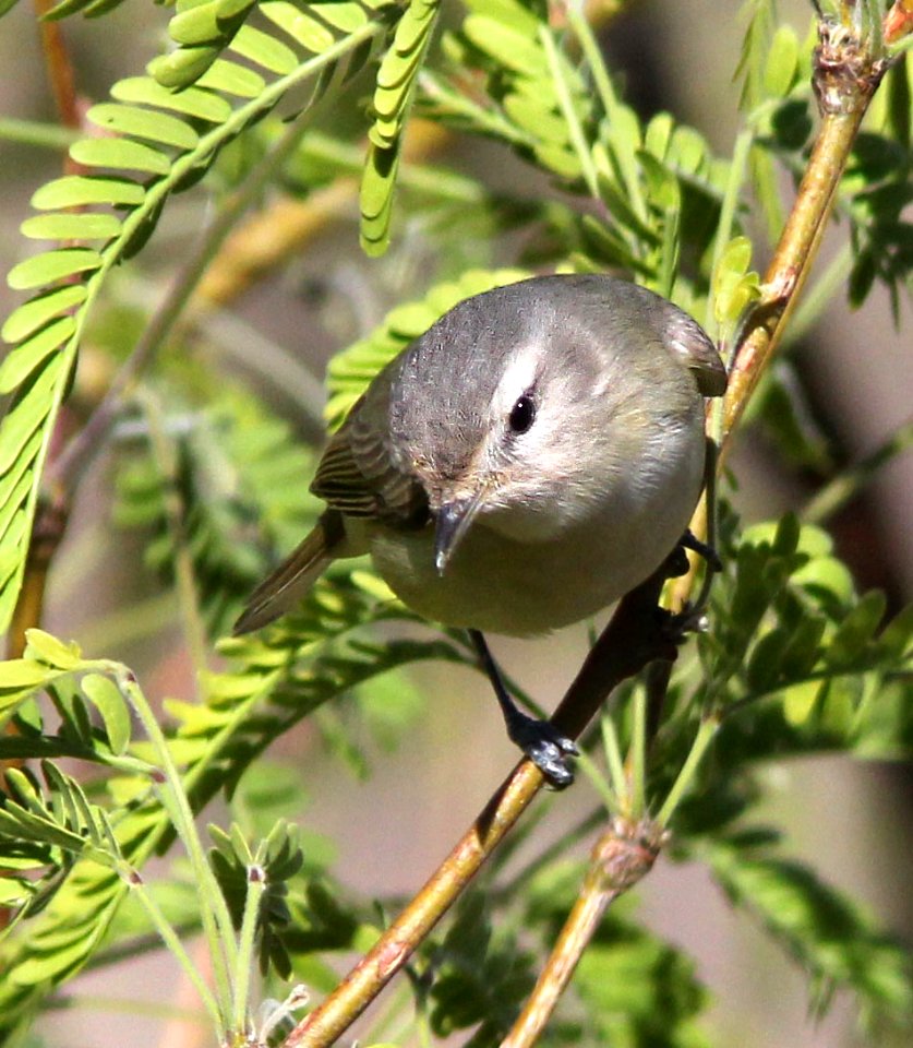 628 - WARBLING VIREO (4-20-13) 78 circulo montana, patagonia lake ranch estates, scc, az (3)