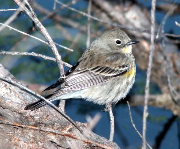 835 - YELLOW-RUMPED WARBLER (12-2-10) pena blanca lake, scc, az -01