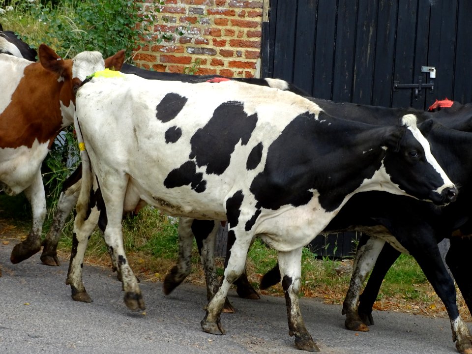 Cows going for a walk