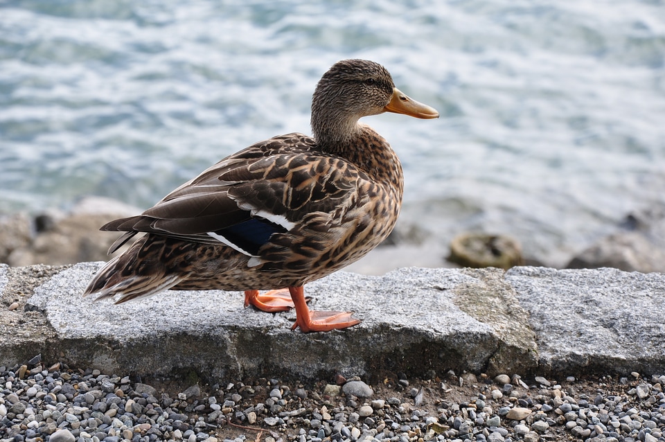 Animal fauna bird