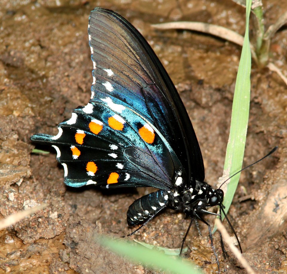 SWALLOWTAIL, PIPEVINE (Battus philenor) (7-9-12) patagonia lake, scc, az