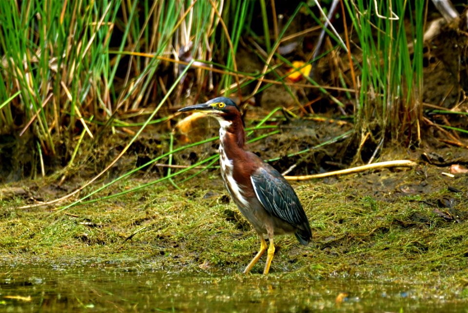 Green Heron (Butorides virescens) at Little Seneca Lake , Boyds Maryland