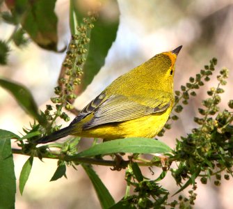 848 - WILSON'S WARBLER (10-13-12) clark's crossing, n of tumacacori, scc, az -01