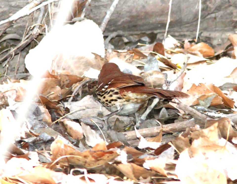764 - BROWN THRASHER (1-31-12) de anza trail, carmen, scc, az - (8)
