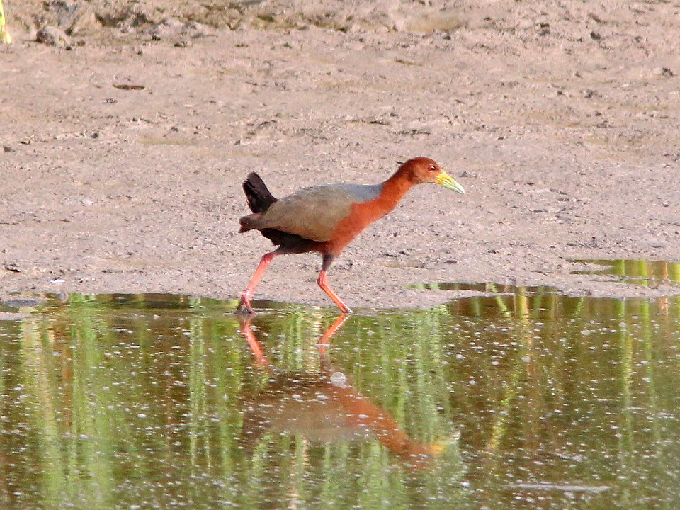 RUFOUS-NECKED WOOD-RAIL (7-8-13) bosque del apache n w r, nm  (11)