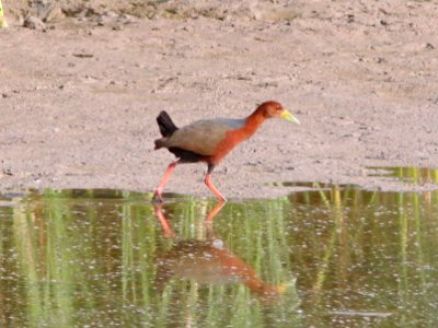 RUFOUS-NECKED WOOD-RAIL (7-8-13) bosque del apache n w r, nm  (11)