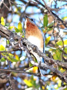 734 - EASTERN BLUEBIRD (4-19-13) red mt rd, patagonia mts, scc, az