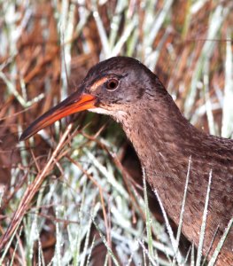 237A - CLAPPER RAIL (3-23-13) cameron co, la  (5)