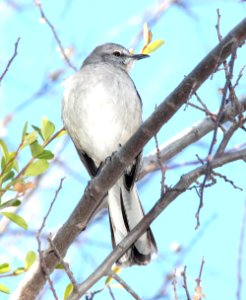761 - NORTHERN MOCKINGBIRD (2-13-12) santa gertrudis lane, tumacacori, scc, az - (2)