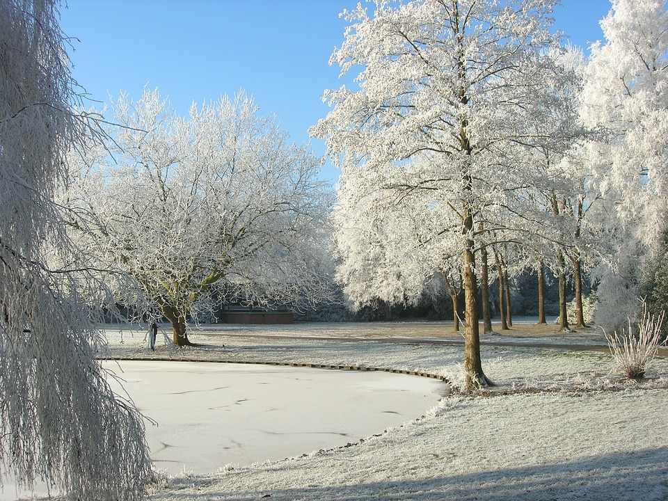 Trees park cold