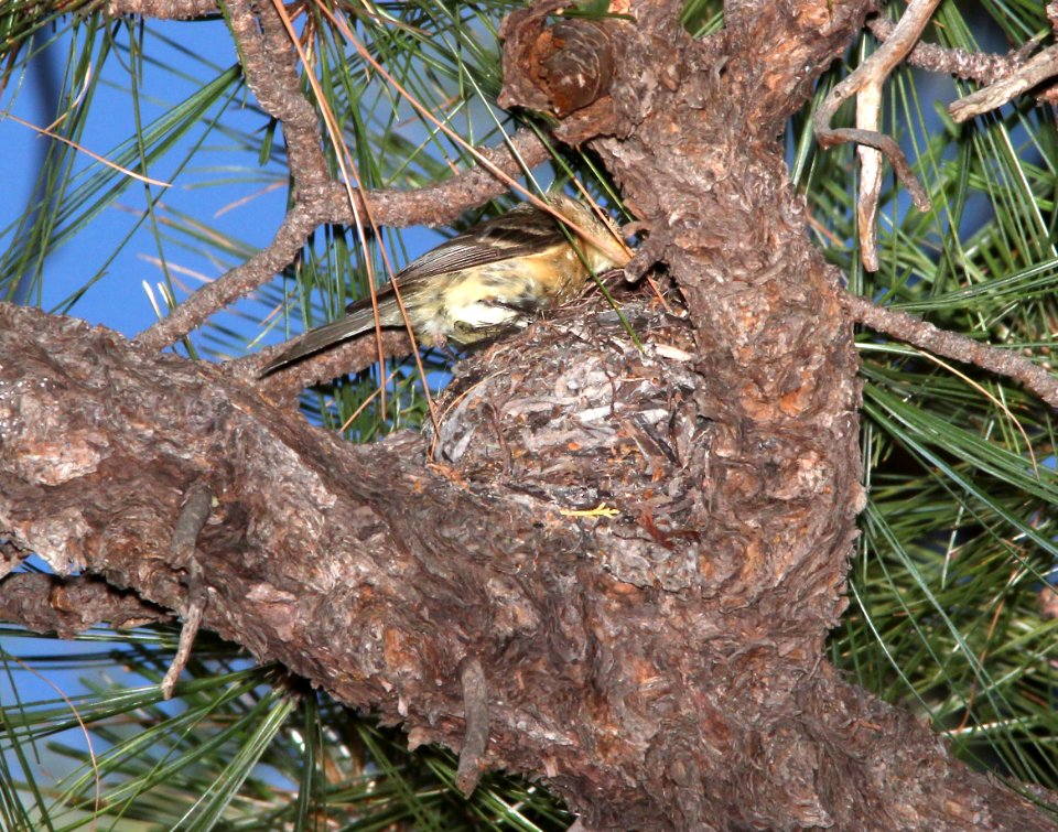 585 - BUFF-BREASTED FLYCATCHER (6-26-13) ramsey view campground, carr peak rd,  huachuca mts, cochise co, az -16