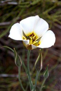 Sego Lily and Friends