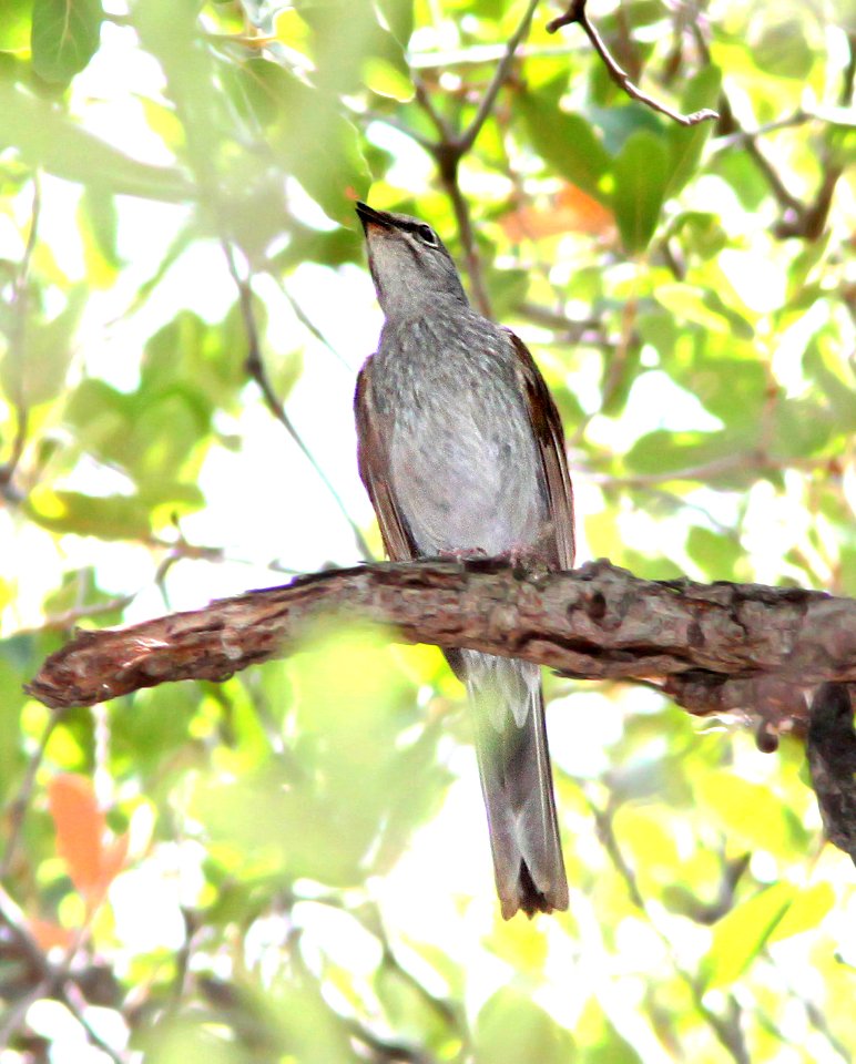 738 - BROWN-BACKED SOLITAIRE (7-27-09) 1430 hours, near #4 at , ramsey cyn, cochise co, az  (4)